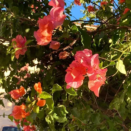 Le Petit Bois A La Presqu'ile De Giens ! Hyères